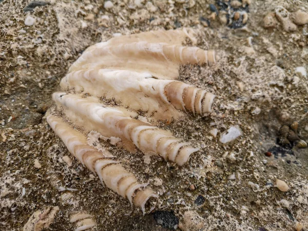 Grande Conchiglia Sulla Riva Del Mare Sulla Costa Del Mare — Foto Stock