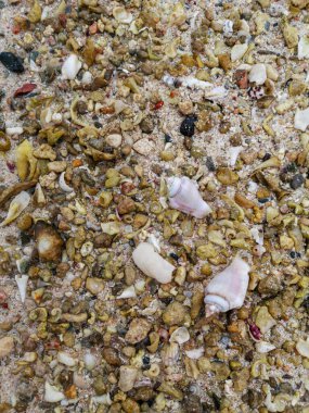 Deniz kıyısı kumu, deniz kabukları, ağıllar, taşlar, kayalar sahildeki arka plan dokusu. Yüksek kalite fotoğraf