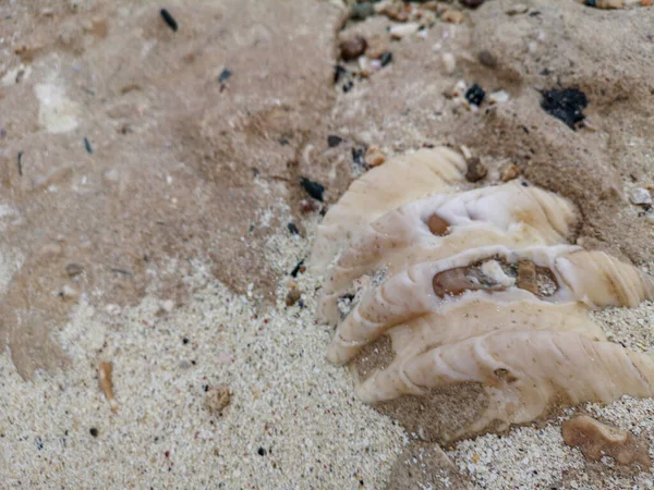 Grande Conchiglia Sulla Riva Del Mare Sulla Costa Del Mare — Foto Stock