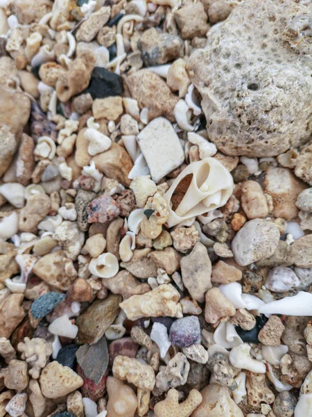 Sand Der Küste Muscheln Korallen Steine Felsen Hintergrundstruktur Strand Hochwertiges — Stockfoto