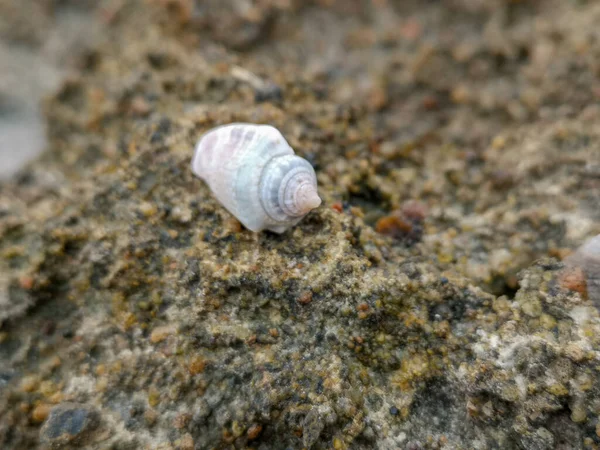 Havssand Skal Koraller Stenar Stenar Bakgrund Struktur Stranden Högkvalitativt Foto — Stockfoto