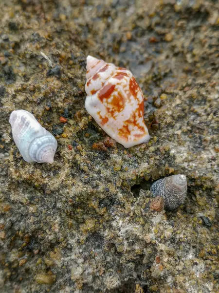 Mare Spiaggia Sabbia Conchiglie Recinti Pietre Rocce Sfondo Texture Sulla — Foto Stock