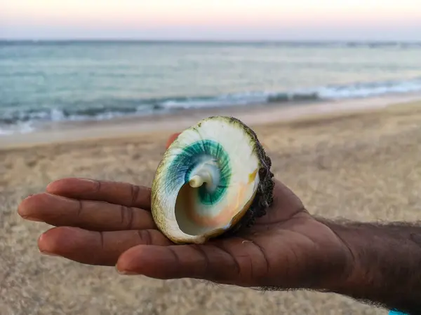 Coajă Scoică Mâna Unui African Fundalul Mării Fotografie Înaltă Calitate — Fotografie, imagine de stoc