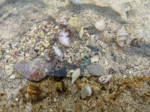 Mare Spiaggia Sabbia Conchiglie Recinti Pietre Rocce Sfondo Texture Sulla — Foto Stock