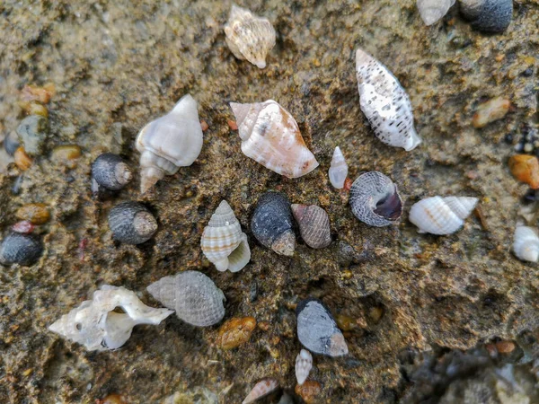 Mare Spiaggia Sabbia Conchiglie Recinti Pietre Rocce Sfondo Texture Sulla — Foto Stock