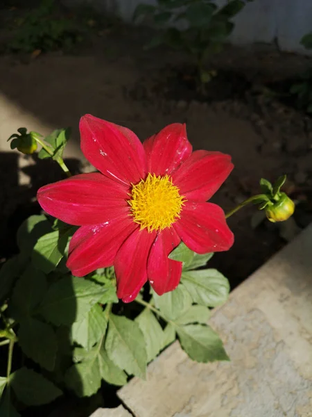 Czerwony Dziki Kwiat Pączkiem Otoczony Zielonymi Liśćmi Wysokiej Jakości Zdjęcie — Zdjęcie stockowe