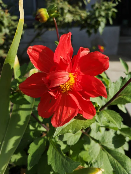 Flor Silvestre Vermelha Com Botão Cercado Por Folhas Verdes Foto — Fotografia de Stock