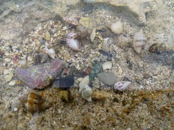 Mare Spiaggia Sabbia Conchiglie Recinti Pietre Rocce Sfondo Texture Sulla — Foto Stock