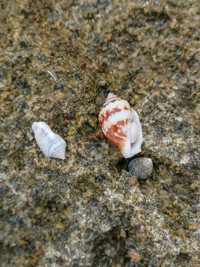 Deniz kıyısı kumu, deniz kabukları, ağıllar, taşlar, kayalar sahildeki arka plan dokusu. Yüksek kalite fotoğraf