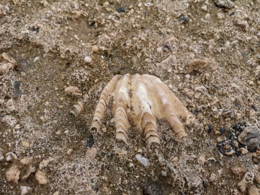 Kızıl Deniz 'in kıyısındaki büyük deniz kabuğu. Yüksek kalite fotoğraf