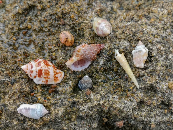 Havssand Skal Koraller Stenar Stenar Bakgrund Struktur Stranden Högkvalitativt Foto — Stockfoto