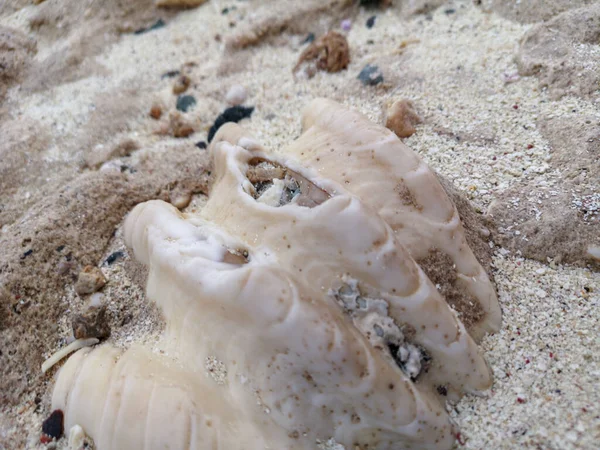 Grande Conchiglia Sulla Riva Del Mare Sulla Costa Del Mare — Foto Stock