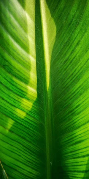 Tropikalny Liść Palmy Strelitzia Roślin Zamknąć Makro Teksturowane Tło Wysokiej — Zdjęcie stockowe