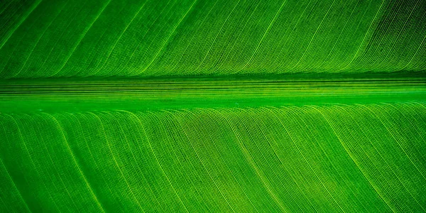 Planta Tropical Hoja Palma Strelitzia Primer Plano Macro Textura Fondo —  Fotos de Stock