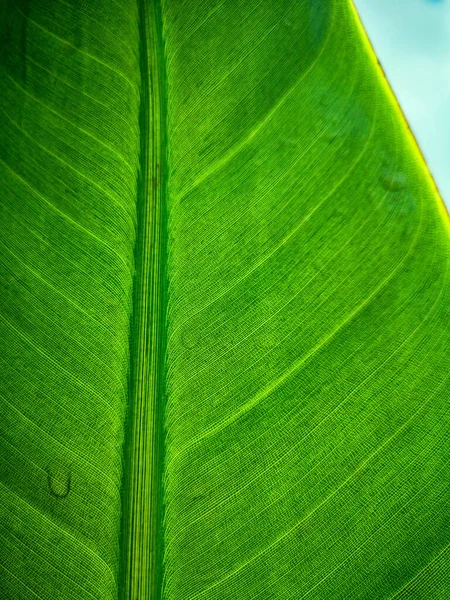 Tropical Folha Palma Strelitzia Planta Fechar Fundo Macro Texturizado Foto — Fotografia de Stock