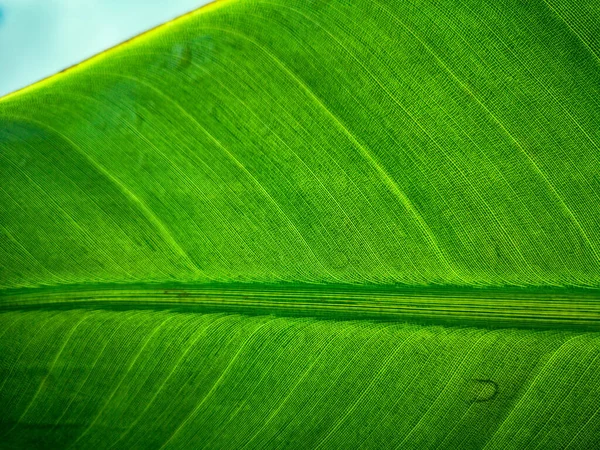 Tropical Palm Leaf Strelitzia Plant Close Macro Textured Background High — Stock Photo, Image