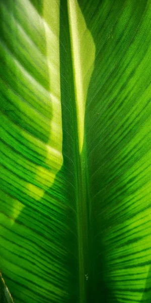 Tropical palm leaf strelitzia plant close up macro textured background. High quality photo