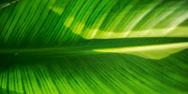Planta Tropical Hoja Palma Strelitzia Primer Plano Macro Textura Fondo —  Fotos de Stock