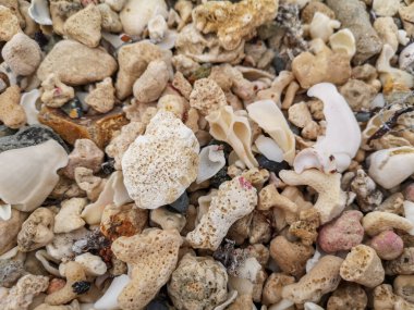 Deniz kıyısı kumu, deniz kabukları, ağıllar, taşlar, kayalar sahildeki arka plan dokusu. Yüksek kalite fotoğraf