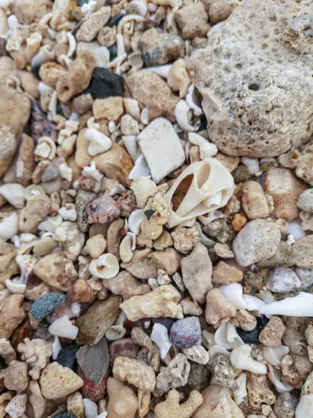 Sea Shore Sand Shells Corrals Stones Rocks Background Texture Beach — Stock Photo, Image