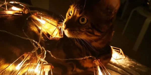 Natale Gatto Del Bengala Circondato Ghirlande Lanterne Luci Capodanno Foto — Foto Stock