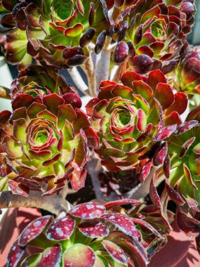 Kırmızı Succulents çiçekleri. Kalanchoe, çöl gülü. Çiçekler sulu bir bitkiden yetişiyor. Yüksek kalite fotoğraf