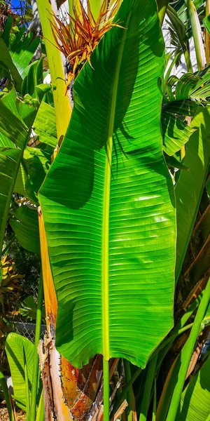 Groene Tropische Zomer Palmboom Blad Natuur Achtergrond Hoge Kwaliteit Foto — Stockfoto