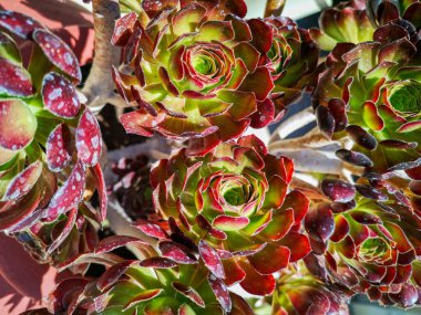  Çöl Gülü Kalanchoe. Çiçekler sulu bir bitkiden yetişiyor.