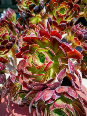  Çöl Gülü Kalanchoe. Çiçekler sulu bir bitkiden yetişiyor.