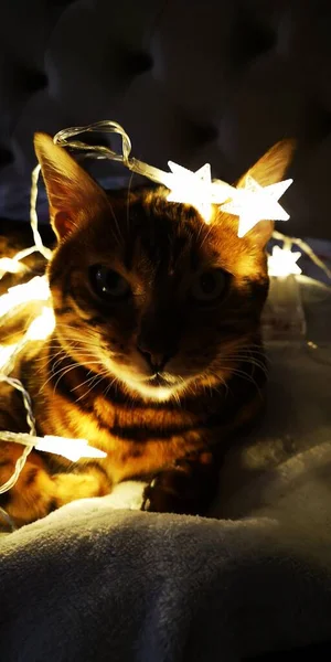 크리스마스 벵골인 고양이는 새해의 조명에 둘러싸여 고품질 — 스톡 사진