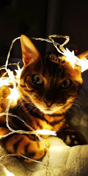 Χριστουγεννιάτικη Γάτα Της Βεγγάλης Που Περιβάλλεται Από Γιρλάντες Φανάρια Και — Φωτογραφία Αρχείου