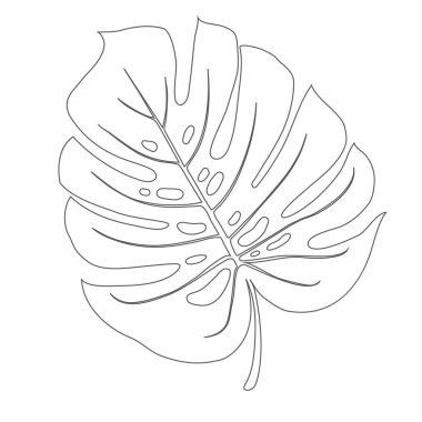 Monstera Deliciosa tropikal ormanlardan izole edilmiş bitki yaprağı. Tebrik kartları, el ilanları, davetiyeler, web tasarımı için vektör