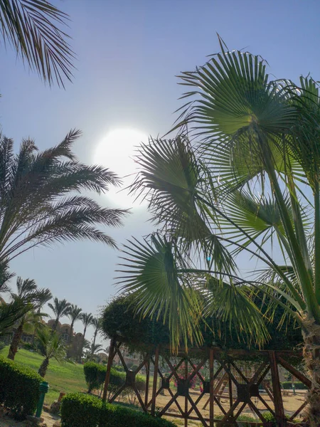 Açık Mavi Gökyüzünün Önünde Yeşil Palmiye Dalları Dallanır Tropikal Zemin — Stok fotoğraf