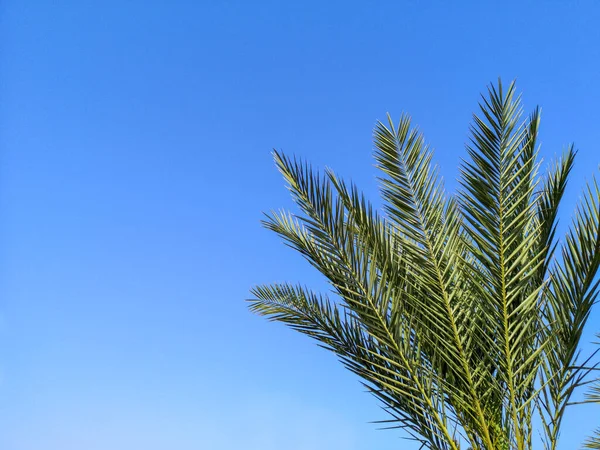 Groene Palmbomen Takken Voorkant Van Heldere Blauwe Lucht Tropische Achtergrond — Stockfoto