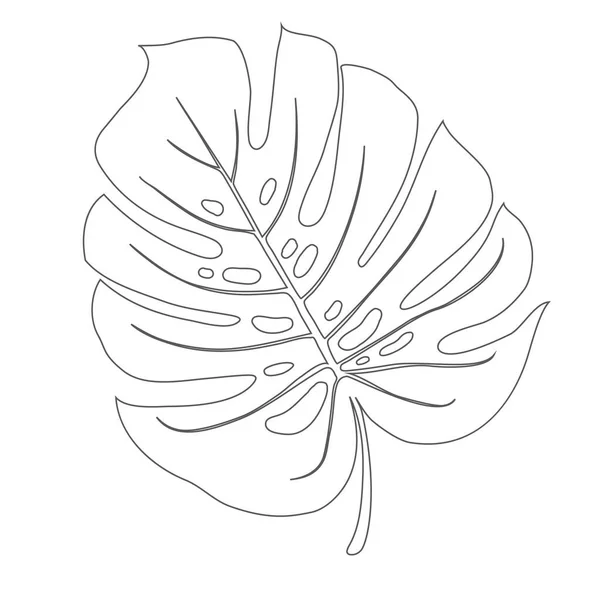 Monstera Deliciosa Pflanzenblatt Aus Tropischen Wäldern Isoliert Vektor Für Grußkarten — Stockvektor