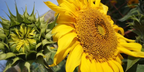 明るいひまわりの花 選択された焦点 日の出時のひまわり栽培 日没の青空に対するひまわり 高品質の写真 — ストック写真