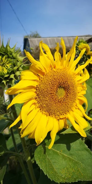 Flor Girassol Brilhante Foco Selecionado Cultivo Girassol Nascer Sol Girassol — Fotografia de Stock