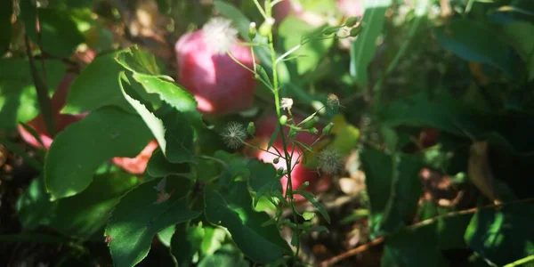 Rijp Vruchten Van Appels Tussen Het Groene Gebladerte Van Bomen — Stockfoto