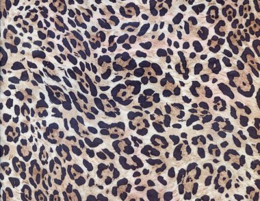 Lüks leopar geçmişi. Çita izi. Kar leoparı kürkü. Vahşi kaplan deseni. Pantera hayvan izi..