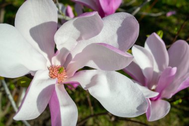 Pembe ve beyaz yapraklı, çiçek açan bir manolya çiçeğinin yakın plan görüntüsü. Canlı ilkbaharda yakalanan narin çiçek çiçekli ayrıntıları ve doğal güzelliği vurguluyor. Seçici bir odak noktası.