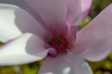 Manolya çiçeğinin narin taç yaprakları yakın plan çekimde açılır. Karmaşık detaylar ve canlı renkler ortaya çıkar. Görüntü, baharın zarafetini ve doğal güzelliğini yakalar. Seçici odaklanma.