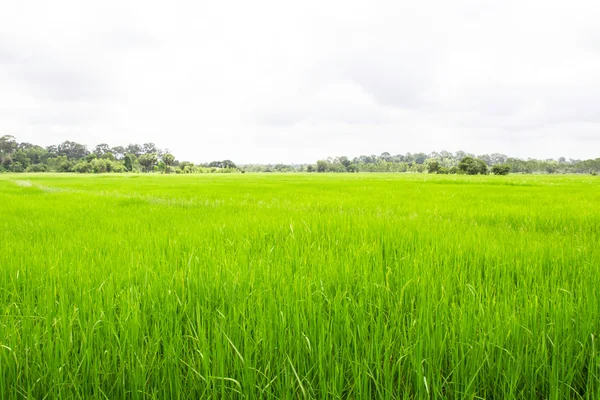 Campo de arroz verde en Tailandia — Foto de Stock