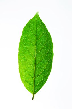 Beyaz arkaplanda yeşil yaprak