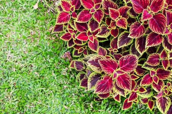 Coleus blumei on green grass — Stok Foto