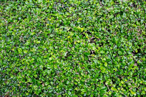 Pattern carmona Retusa (Vahl) Masam plant background — Stock Photo, Image