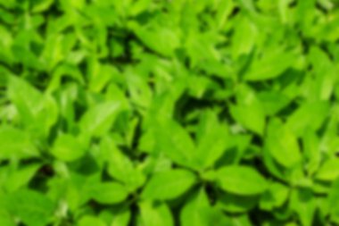 Lotus çiçekleri su yakın çekim 