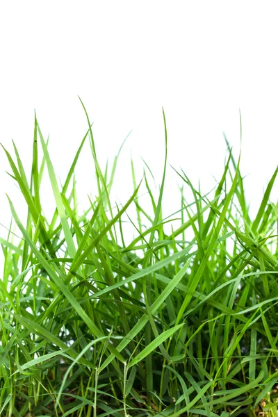 Groen gras geïsoleerd op witte achtergrond — Stockfoto