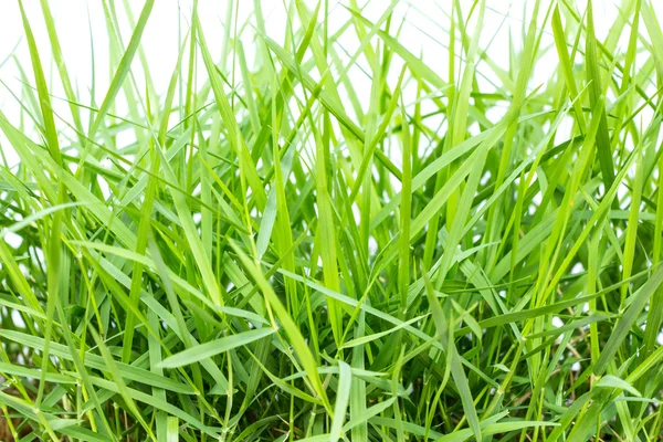 Fresh green grass texture background — Stock Photo, Image