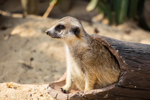 Meerkat no zoológico Tailândia — Fotografia de Stock