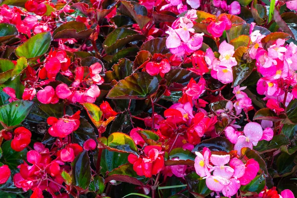 Begonia Flower Close View — Stock Photo, Image